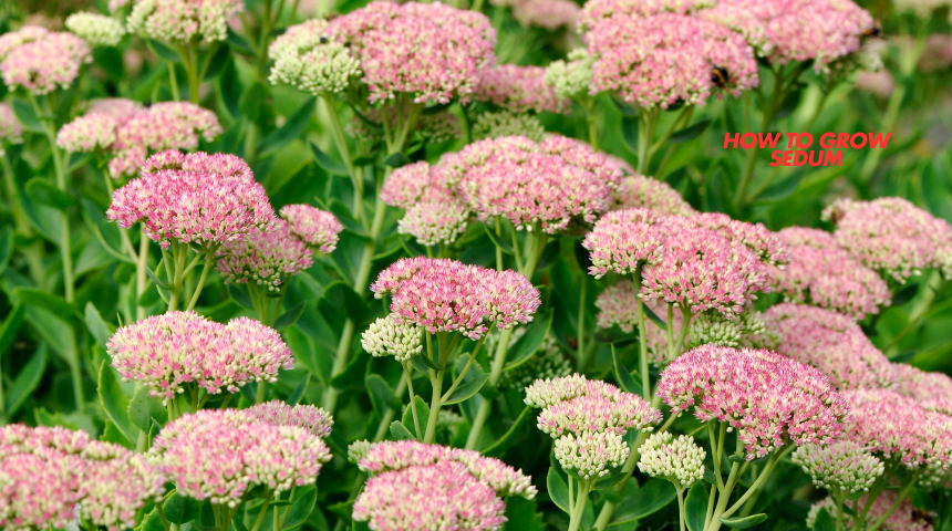 How To Grow Sedum