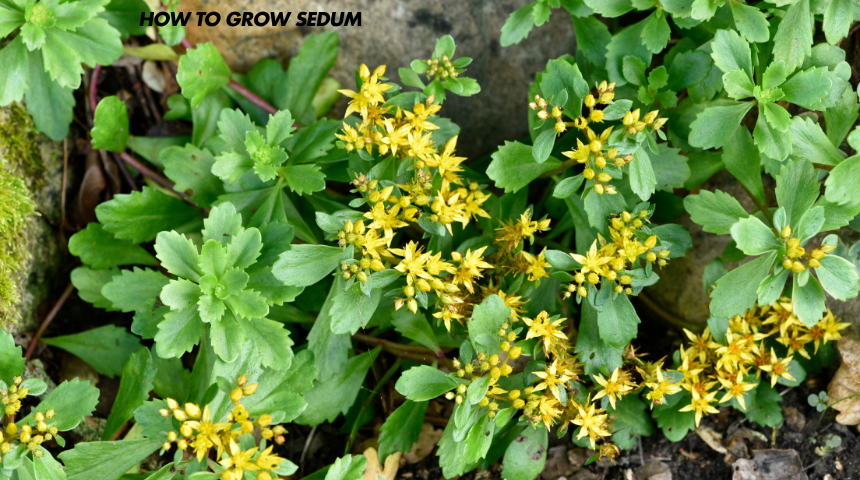 How To Grow Sedum