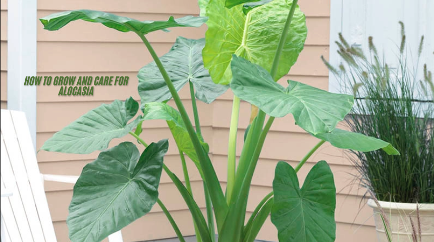 How to Grow and Care for Alocasia