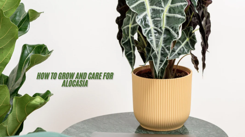 How to Grow and Care for Alocasia