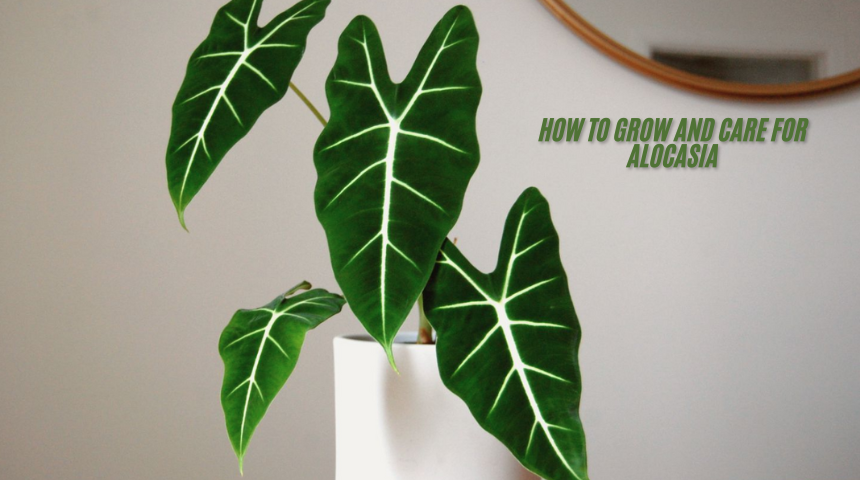 How to Grow and Care for Alocasia