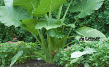 How to Grow and Care for Alocasia