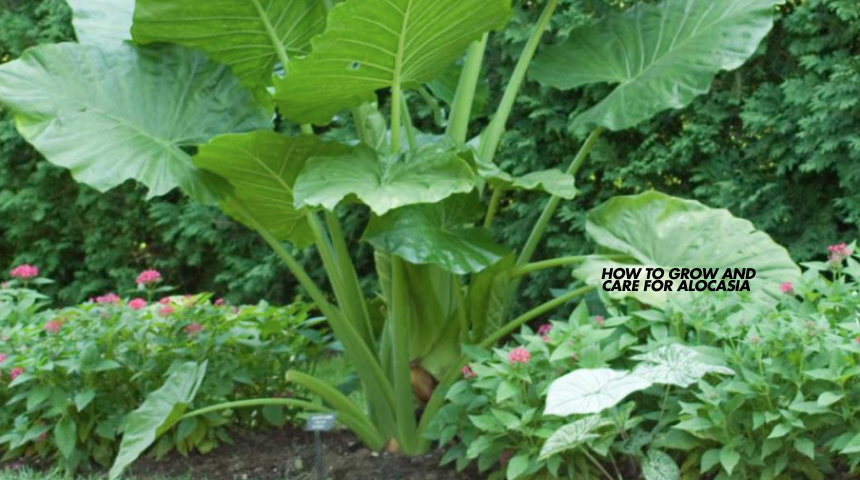 How to Grow and Care for Alocasia