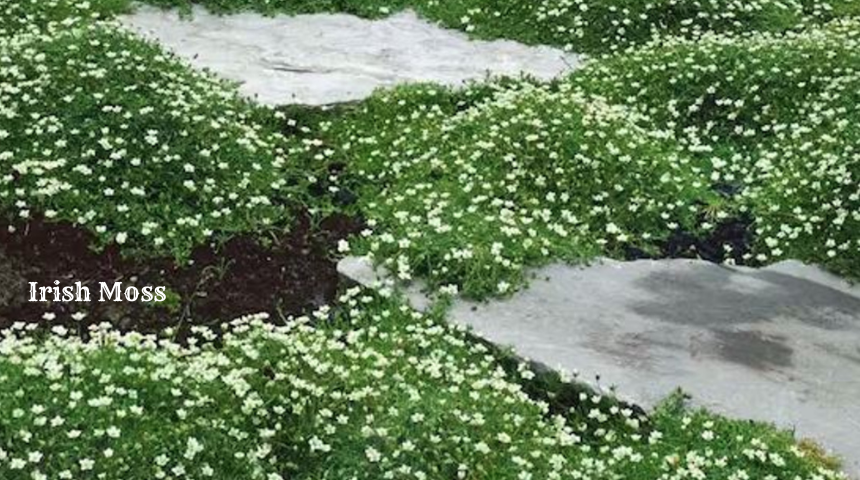 What Is Flowering Ground Cover