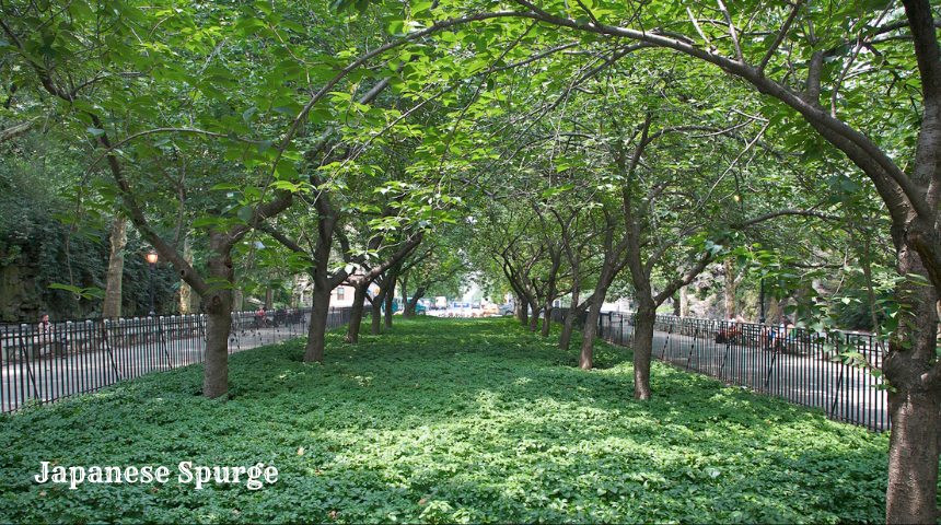 What Is Flowering Ground Cover