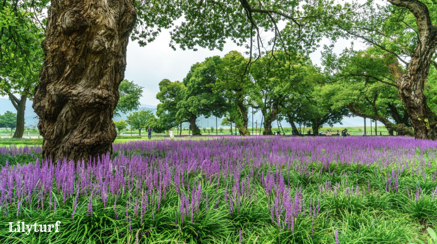 What Is Flowering Ground Cover