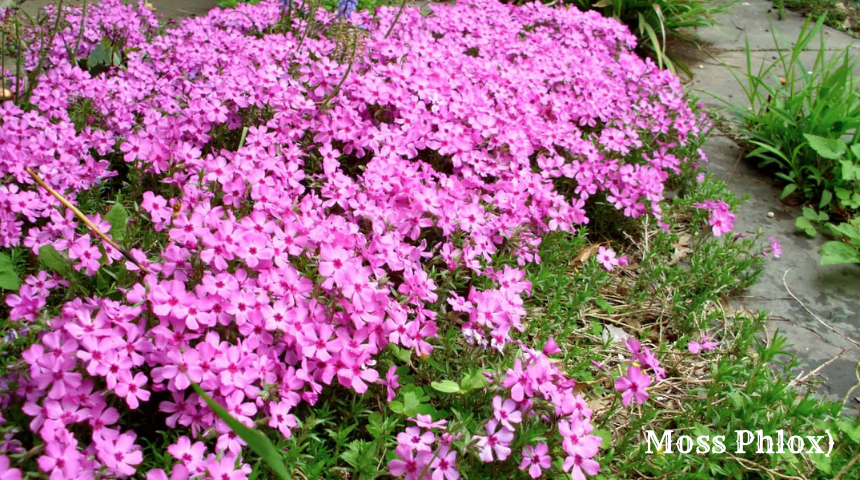 What Is Flowering Ground Cover