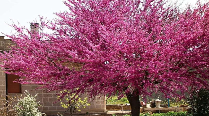 What Is A Good Flower Tree To Plant Near A House