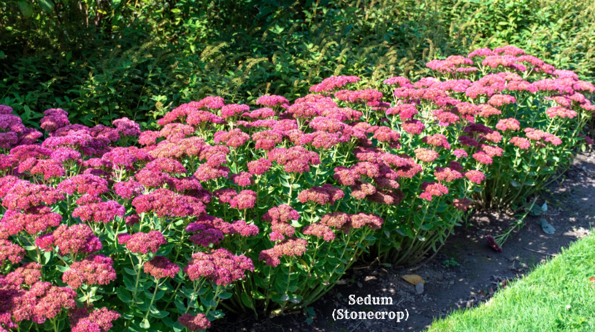 What Is Flowering Ground Cover