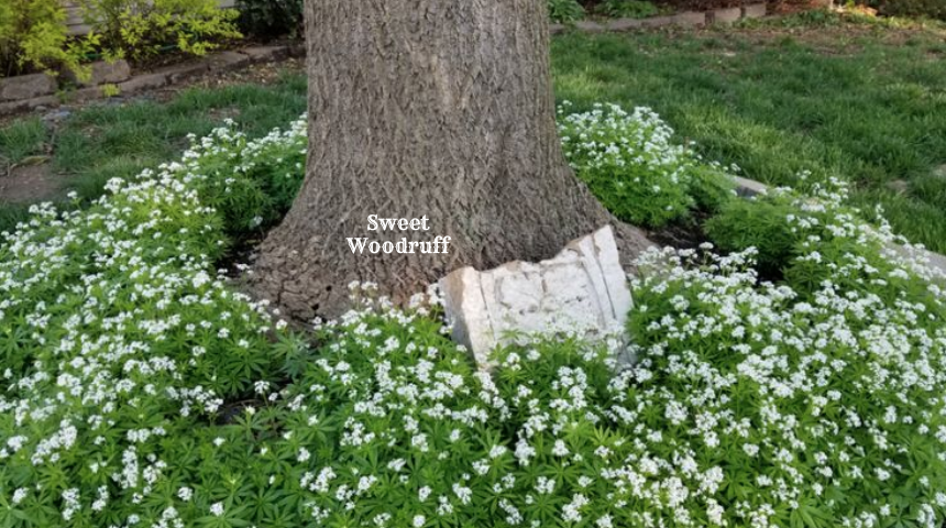 What Is Flowering Ground Cover