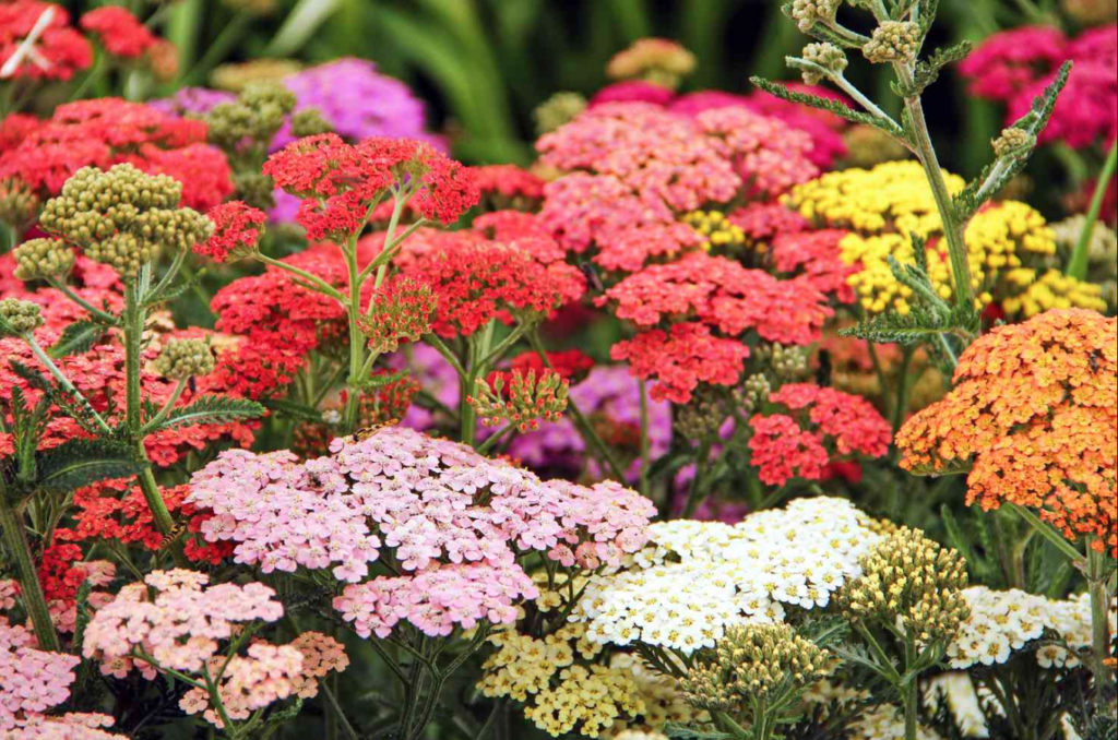 What Are The Methods Of Weed Control For A Flower Garden