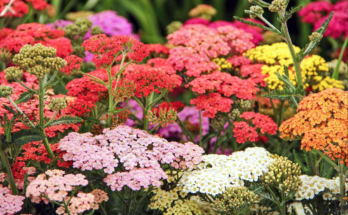 What Are The Methods Of Weed Control For A Flower Garden