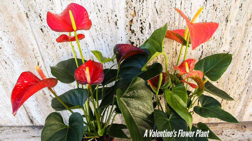 What Is A Valentine's Flower Plant