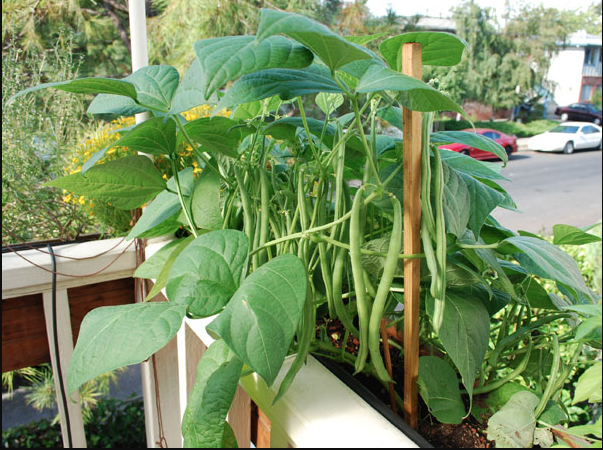 How To Grow Vegetables On A Balcony 