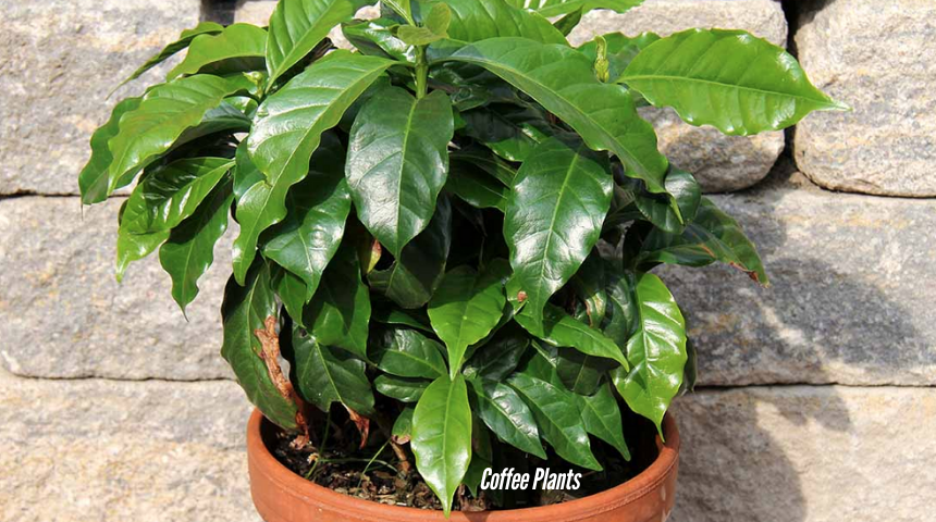 How To Grow And Care For Coffee Plants