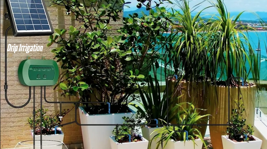 How To Grow Vegetables On A Balcony