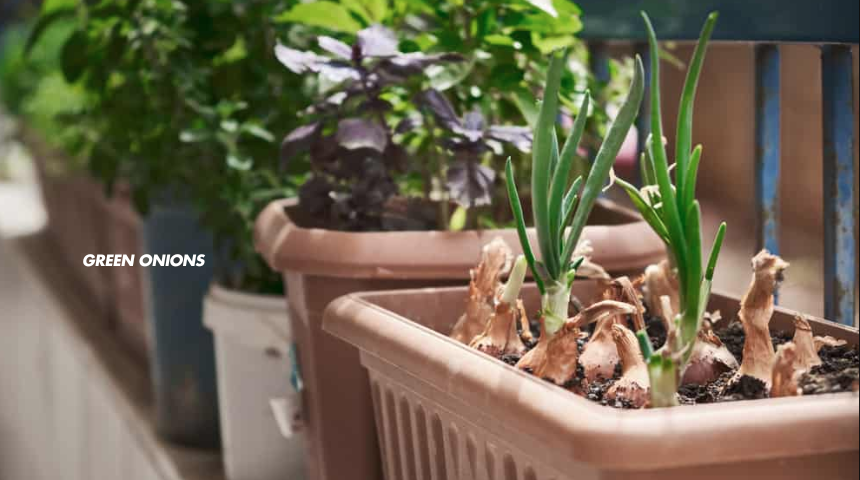 How To Grow Vegetables On A Balcony 