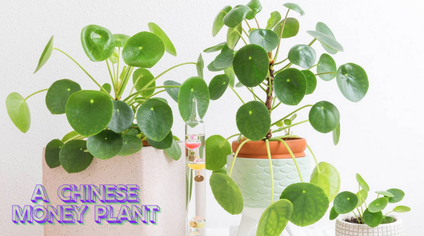 How To Care For A Chinese Money Plant