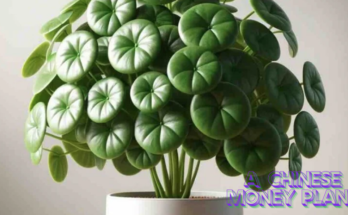 How To Care For A Chinese Money Plant