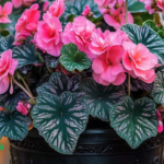 How To Cultivate & Maintain Rex Begonias