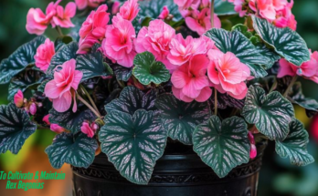 How To Cultivate & Maintain Rex Begonias