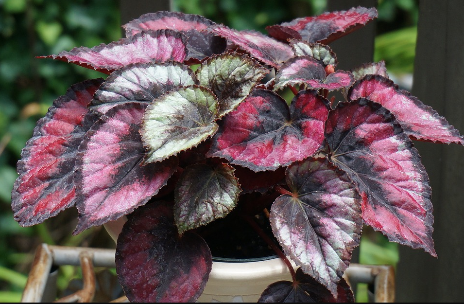 How To Cultivate & Maintain Rex Begonias