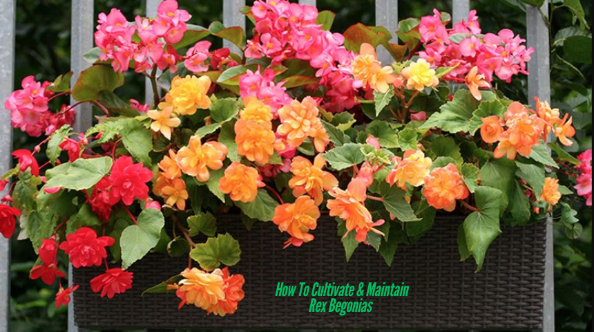 How To Cultivate & Maintain Rex Begonias