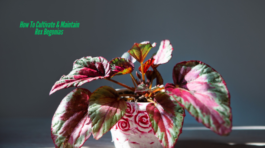 How To Cultivate & Maintain Rex Begonias