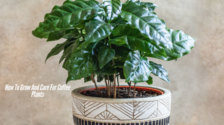 How To Grow And Care For Coffee Plants