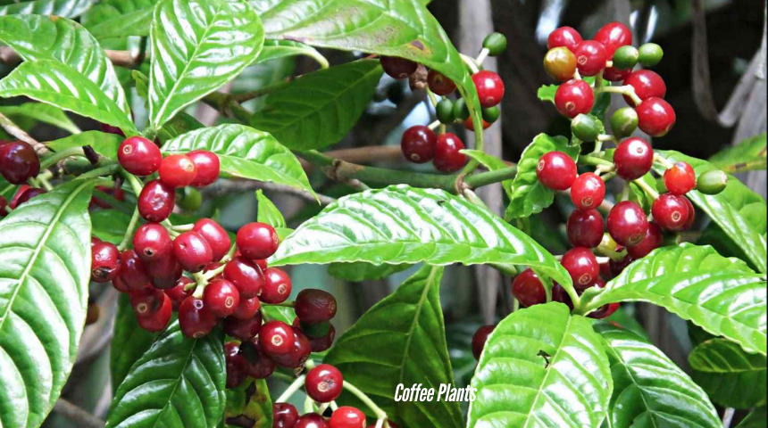 How To Grow And Care For Coffee Plants