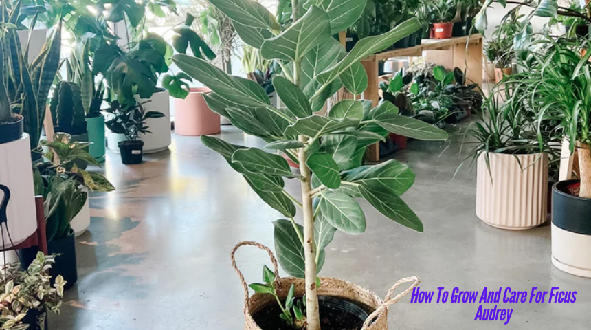 How To Grow And Care For Ficus Audrey