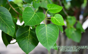 How To Grow And Care For Ficus Audrey