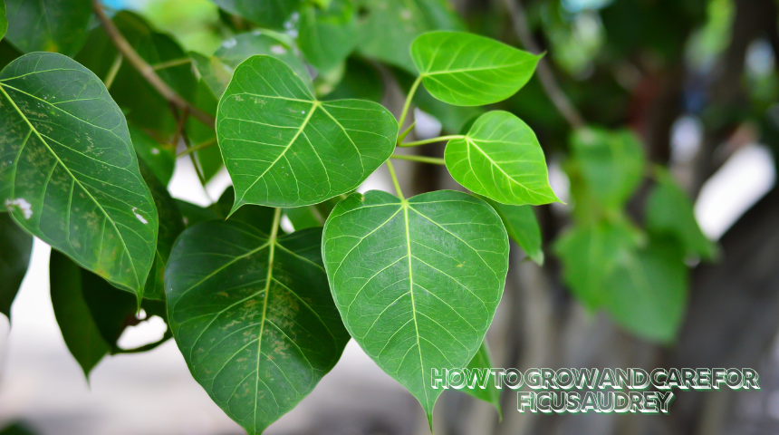 How To Grow And Care For Ficus Audrey