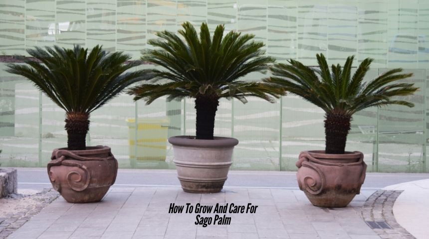 How To Grow And Care For Sago Palm