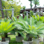 How To Grow And Care For Sago Palm