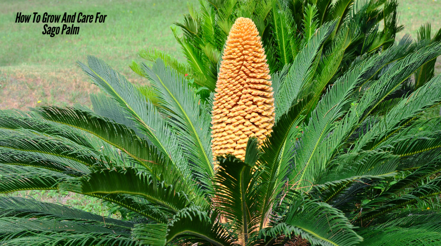 How To Grow And Care For Sago Palm