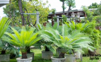 How To Grow And Care For Sago Palm