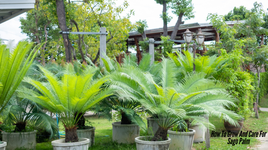 How To Grow And Care For Sago Palm