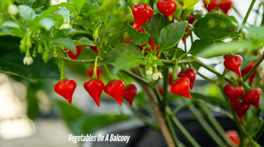 How To Grow Vegetables On A Balcony 