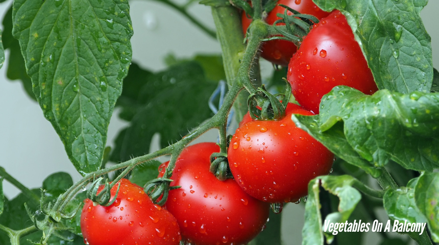 How To Grow Vegetables On A Balcony 