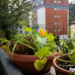 How To Grow Vegetables On A Balcony