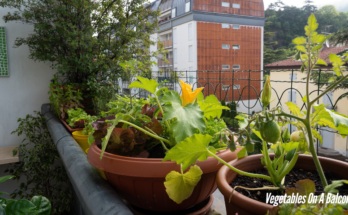 How To Grow Vegetables On A Balcony