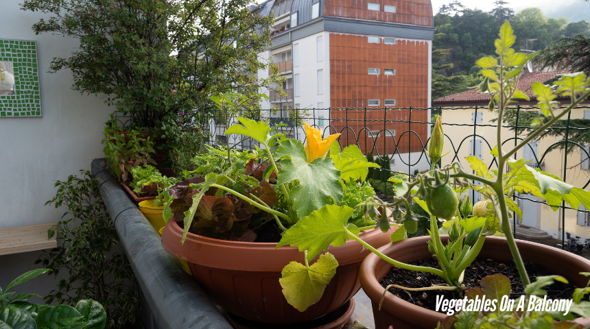 How To Grow Vegetables On A Balcony