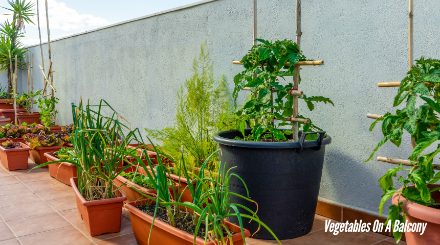 How To Grow Vegetables On A Balcony