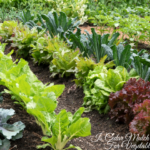 Is Cedar Mulch Safe For Vegetables