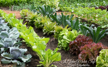 Is Cedar Mulch Safe For Vegetables