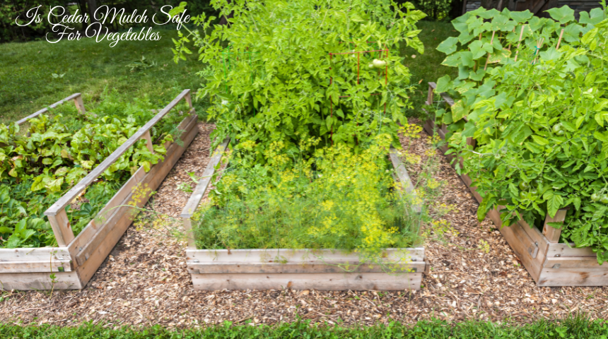 Is Cedar Mulch Safe For Vegetables