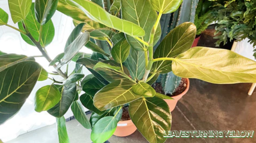 How To Grow And Care For Ficus Audrey