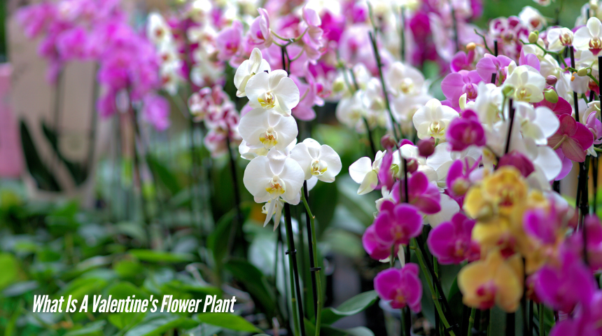 What Is A Valentine's Flower Plant