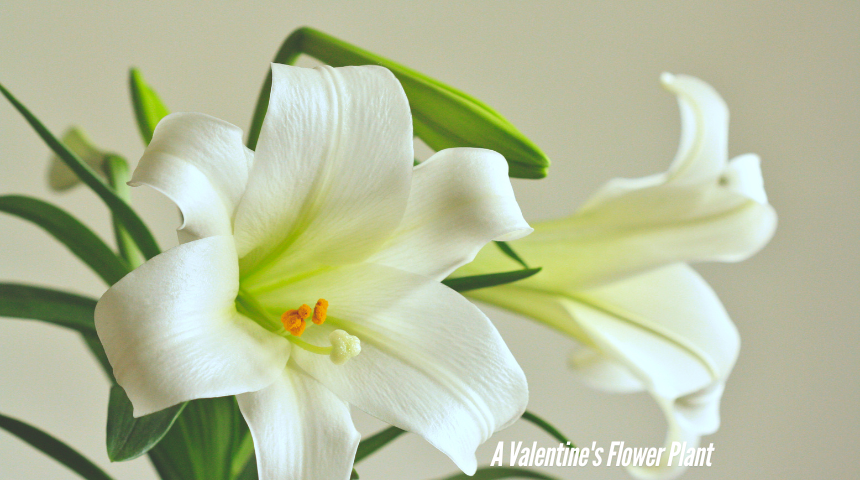 What Is A Valentine's Flower Plant